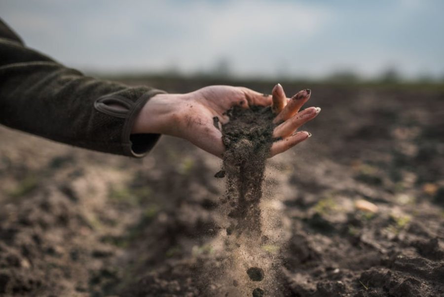 Paisagem em processo de recuperação ambiental